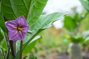 Purple eggplant flower on a bush with leaves close-up in a field. The subject of agriculture. photo