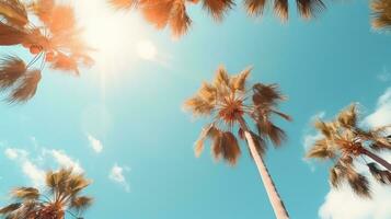 Palm trees background photo