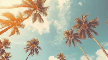 Palm trees background photo