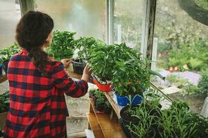 hembra jardinero creciente Tomates plántulas en un país invernadero.primavera ocio actividades. jardinería concepto. foto