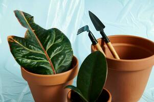 Closeup of potted plants and small set of gardening tools in a clay pot. photo