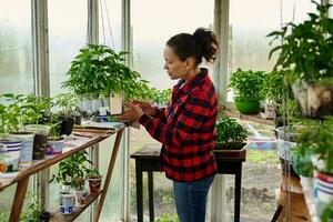 maduro hembra jardinero cultivando vegetales en invernadero. jardinería en un invernadero. orgánico agricultura productos botánica foto