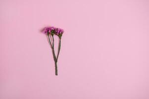 Beautiful pink meadow flower isolated over pink background with copy space. Flat lay composition, still life. photo