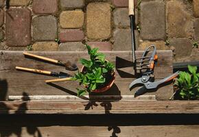 Flat lay composition with gardening tools, garden shears and a clay pot with planted mint leaves lying at the doorstep in a wooden gazebo. Still life photo
