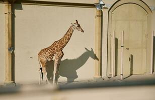 Wild African animal - A giraffe in the zoo. photo