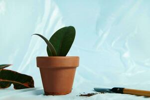 Ficus leaf in a clay pot next to a garden shovel with scattered soil on the background of a transparent protective film photo