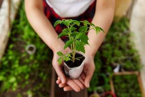 Top view of hands holding sapling of baby plant with soil grown in country greenhouse photo