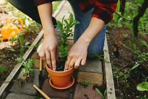 Close-up of gardener woman planting mint in a clay pot in her garden. Garden maintenance and hobby concept photo