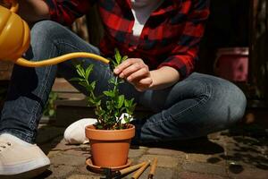 de cerca de jardinero riego en conserva menta planta en arcilla maceta. al aire libre ocio actividades, jardinería y aficiones conceptos foto