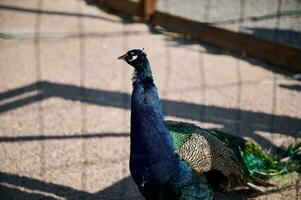 un hermosa pavo real en un zoo jaula foto