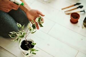 High angle view of a female hands watering a domestic plant after planting it in a new pot. photo