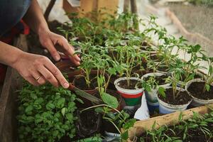 de cerca de hembra jardinero manos comprometido en creciente Tomates coles, plántulas y albahaca hojas en su propio país hogar invernadero. foto