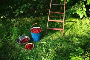 Harvesting cherries. Bucket and bowls of freshly picked cherries on the background of old ladder on green grass in orchard photo