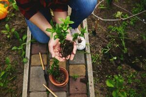 jardinero mujer hoding menta hojas coles con suelo en su manos antes de plantando ellos dentro un arcilla maceta foto