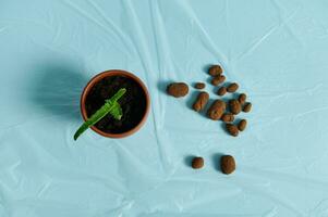 Flat lay composition with scattered expanded clay, drainage for plants on a blue background next to a clay pot with aloe flower photo