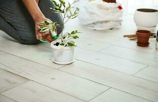 Close-up view of a female hands watering a domestic plant after planting it in a new pot. photo