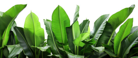 Group of banana leaves in row isolated png