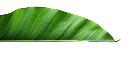Group of banana leaves in row isolated png