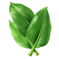 Banana leaves isolated png