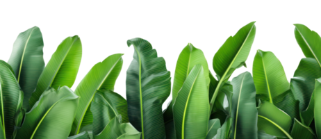 Group of banana leaves in row isolated png