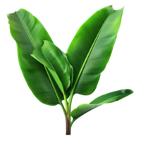 Banana leaves isolated png