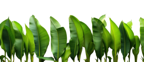 Group of banana leaves in row isolated png