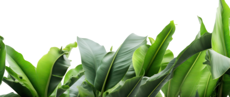 Group of banana leaves in row isolated png