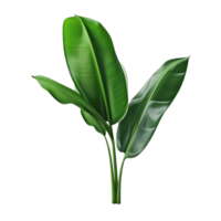 Banana leaves isolated png