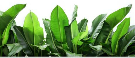 Group of banana leaves in row isolated photo