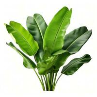 Banana leaves isolated photo