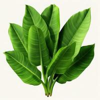 Banana leaves isolated photo