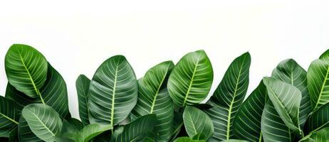 Group of banana leaves in row isolated photo