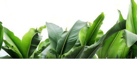 Group of banana leaves in row isolated photo