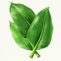 Banana leaves isolated photo