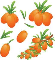 Realistic Cartoon Style Vector Illustration of Sea Buckthorn Berry Branches and Clusters Isolated on White Background