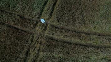 un aéreo ver de un mujer en un campo video