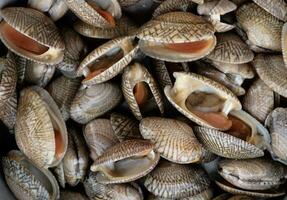 Many baby clam raw for cooking photo