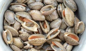 Many baby clam raw for cooking photo