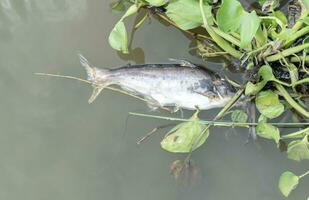 Siriped Catfish dead on waste water photo