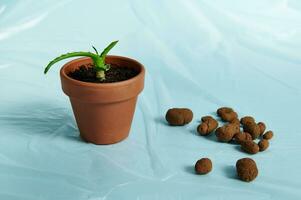 Scattered expanded clay, drainage for plants on a blue background next to a clay pot with aloe flower photo