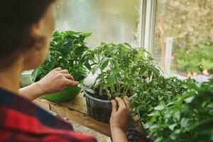 gastos generales ver de un jardinero fertilizante suelo comprometido en creciente plántulas de Tomates en un antiguo hogar invernadero. foto