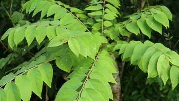 naturaleza verde hoja video