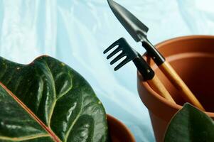 Closeup of set of small gardening rake and shovel in a terracotta clay pot with a green leaf on the foreground photo