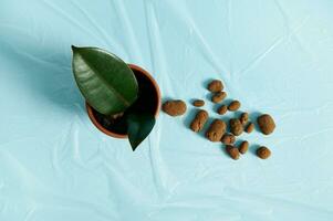 Flat lay composition with scattered expanded clay next to a clay pot with small houseplant photo