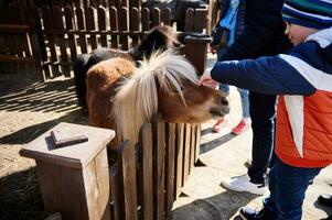 Little boy caresses a pony foal at the zoo photo