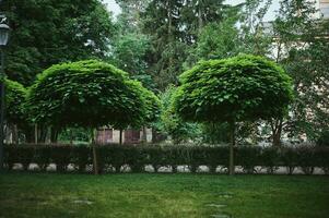 Nature background. Well maintained beautiful park with trimmed trees and bushes. Copy space. Ukraine. Vorzel city park photo