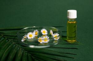 Still life. Petri dish with chamomiles and mockup vial with natural organic cosmetic oil on palm leaf, isolated on green photo