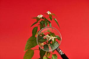 Studio shot of hot pepper flower through magnifying glass. Blooming hot pepper photo