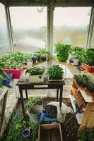 Old wooden country home greenhouse with cultivated plants and seedlings of tomatoes, cucumbers and culinary herbs photo