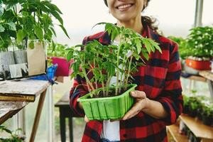 Saplings of plants with soil grown in plastic container in the hands of a smiling woman standing in an old home country greenhouse photo